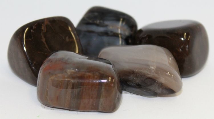 Petrified Wood