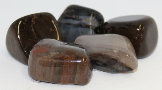 Petrified Wood