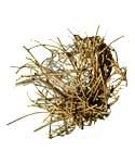 Devil's Shoestring Root 1oz