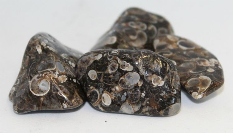 Agate Turritella