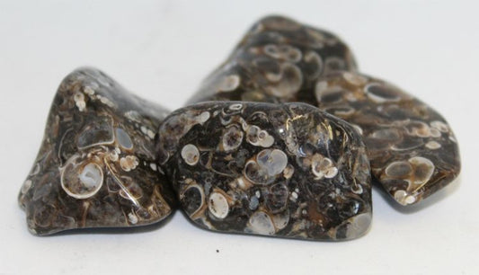 Agate Turritella