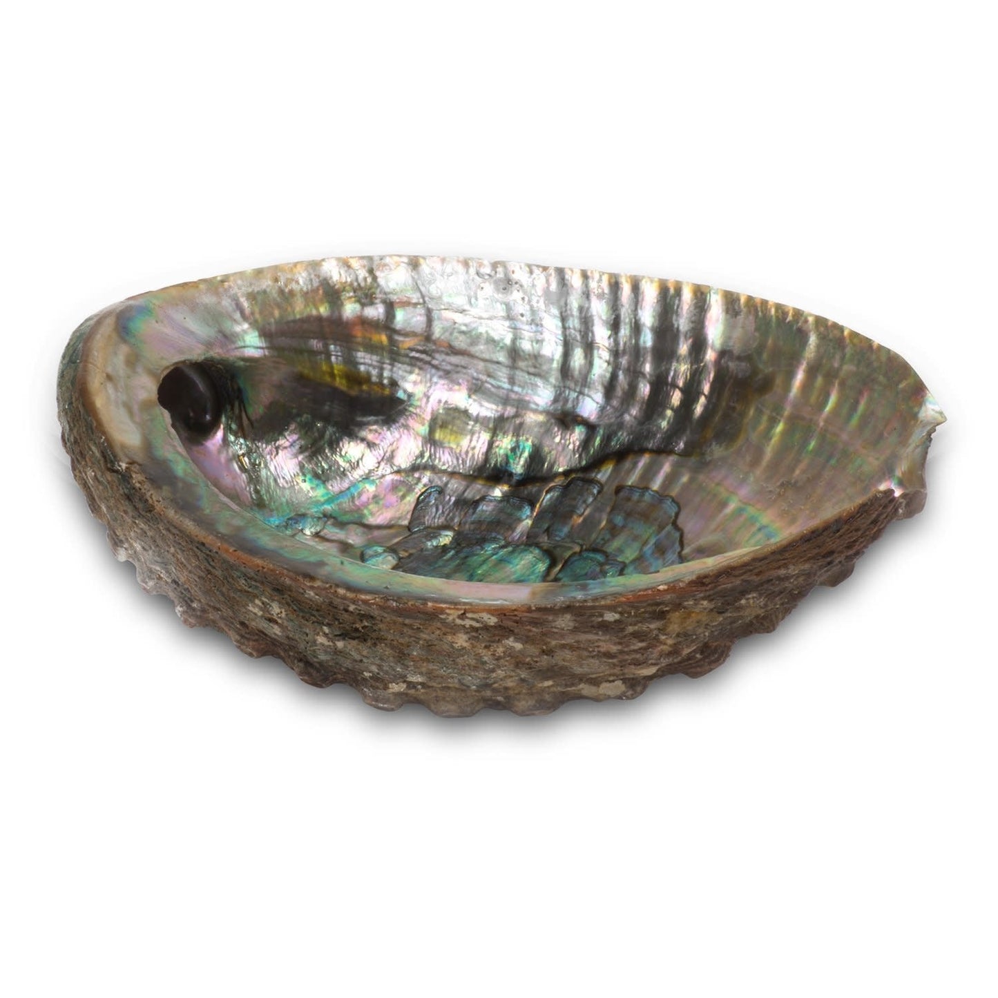 3-4" Abalone Shell Burner