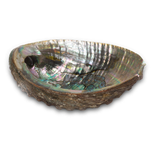 3-4" Abalone Shell Burner