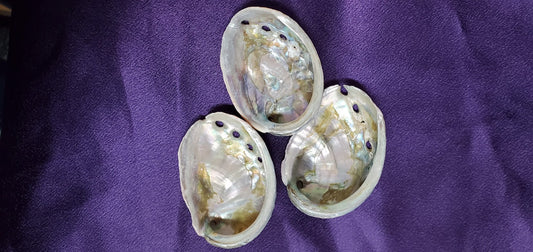 2"-3" Red Abalone Shell Burner