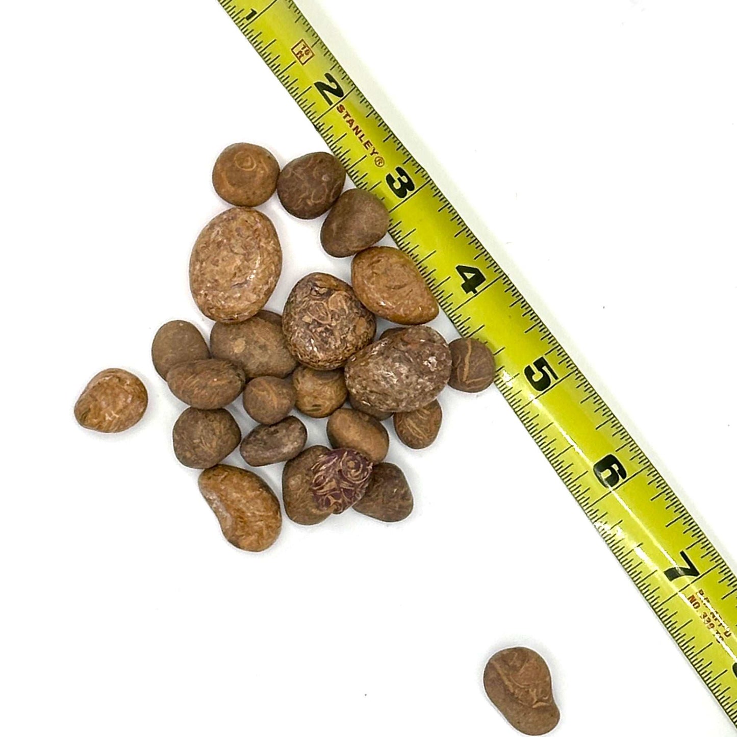 Mariam Jasper Tumbled Stone: Alchemist's Gem for Grounding