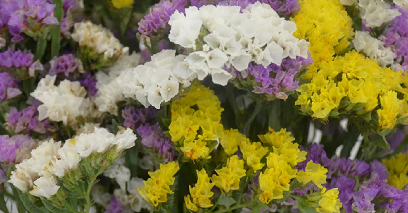 Good Vibes (Statice Floral) White Sage Smudge Stick (4 in.)