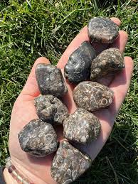 Turritella Agate Lg Tumbled