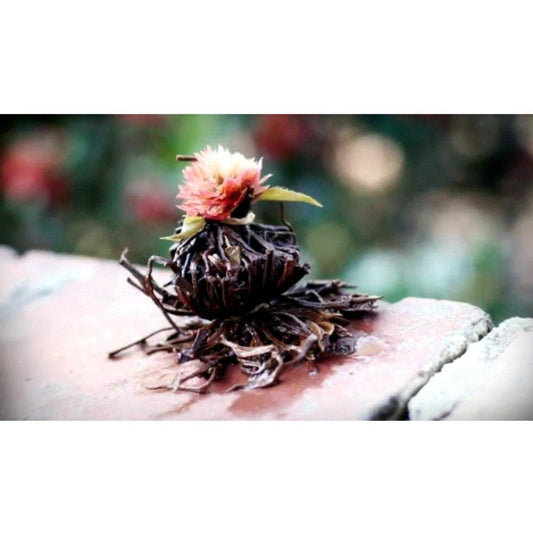 The Red Lotus Blooming Black Tea for Mystical Rituals