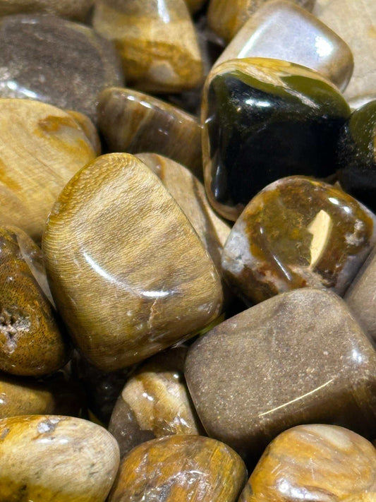 Ancient Wisdom Petrified Wood Tumbled Stone for Grounding