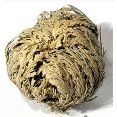 Magical Herbal Rose of Jericho - Immortal Plant