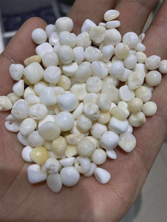 Tridacna Shell Pearls For Protection | Mystics Vibe