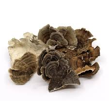 Turkey Tail Mushroom 1oz