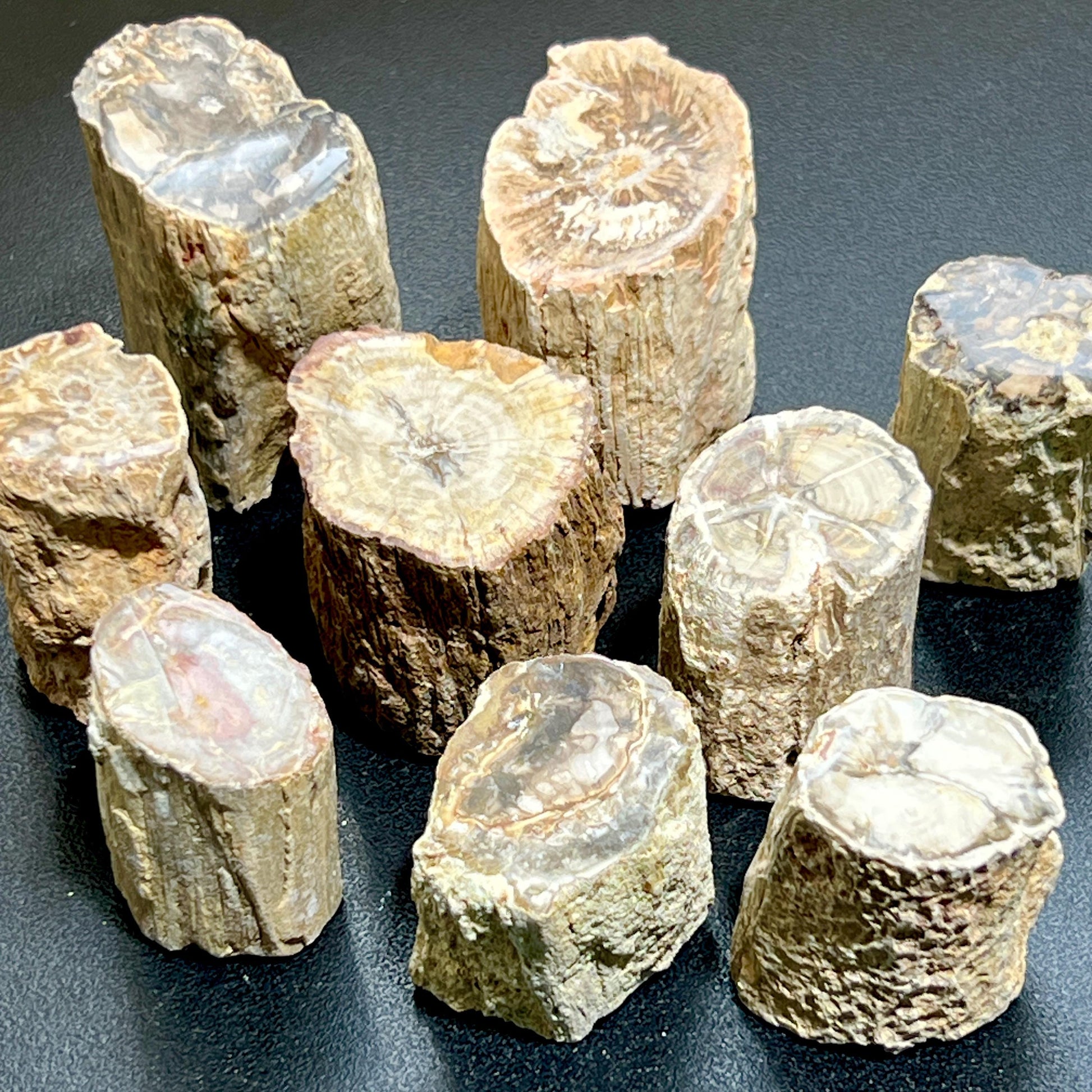 Petrified Wood Slices (By The Piece or Pound) Rough Carving Wholesale