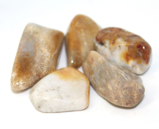 Coral Fossilized - Tumbled