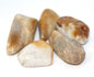 Coral Fossilized - Tumbled