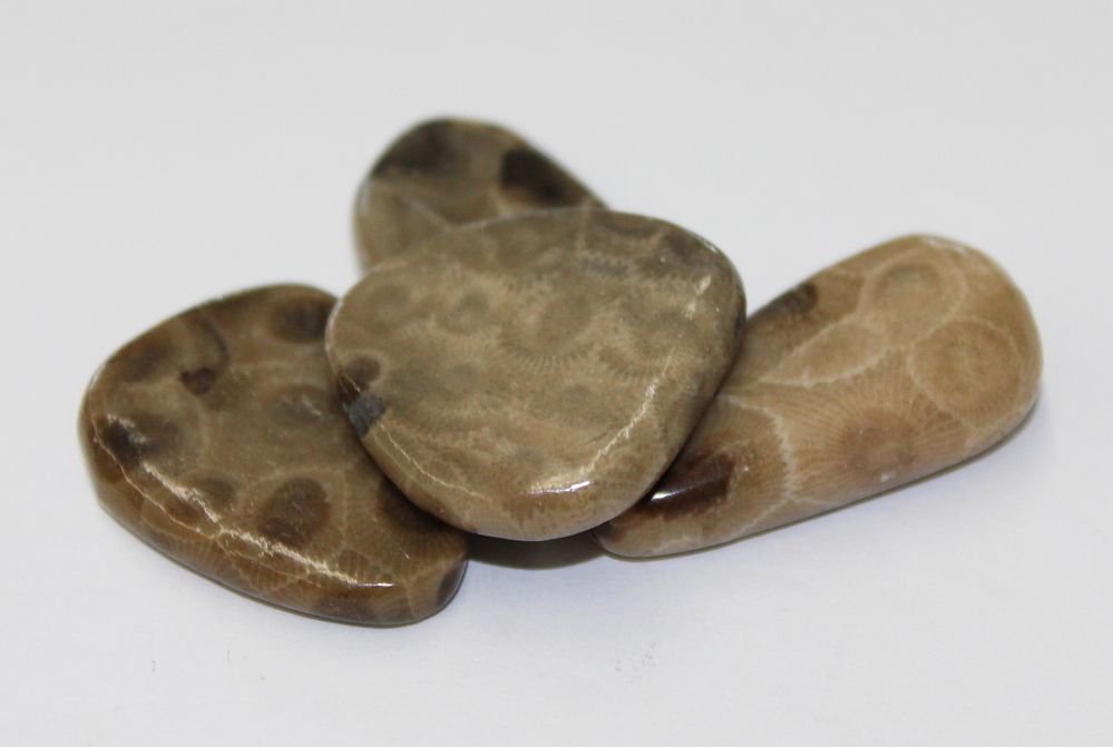 Petoskey Stone Slices