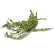 Cedar Tips Western Red 1oz