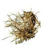 Devil's Shoestring Root 1oz