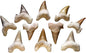 Shark Teeth