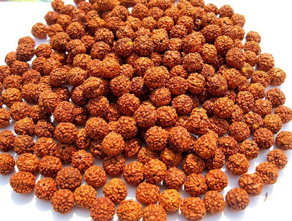 Rudraksha Bead 5-Pack