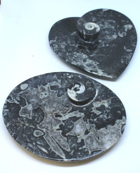 Goniatites Dish