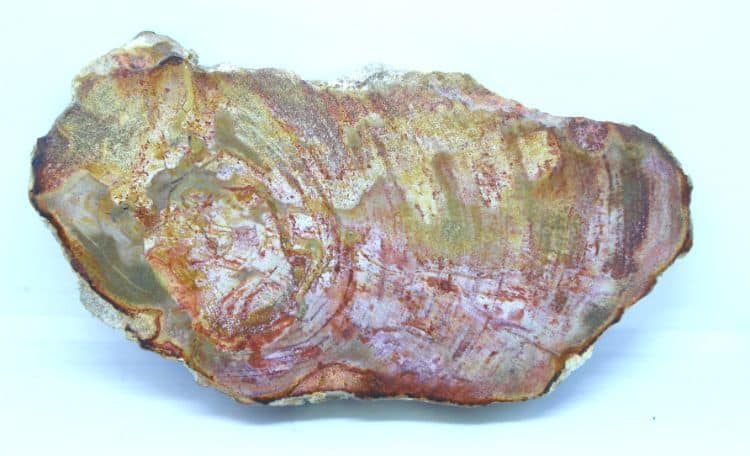 Petrified Wood Slice - Small