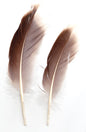 Natural Gray Goose Feather