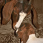 Inspirational Animal Stories Book | Mystics Vibe