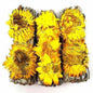 Yellow Paper Flower White Sage Smudge Stick (4 in.)