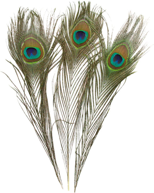 Peacock Feather