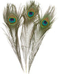 Peacock Feather