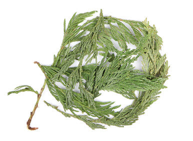 Western Red Cedar Leaf For Healing Rituals And Protection
