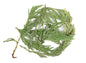 Western Red Cedar Leaf For Healing Rituals And Protection