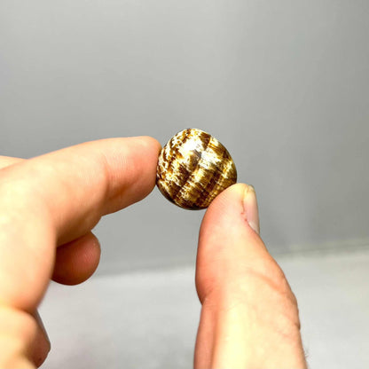 Aragonite Tumbled Stone for Grounding Stability and Harmony