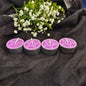 Pentacle Beeswax Tea Light Candles for Rituals and Spells