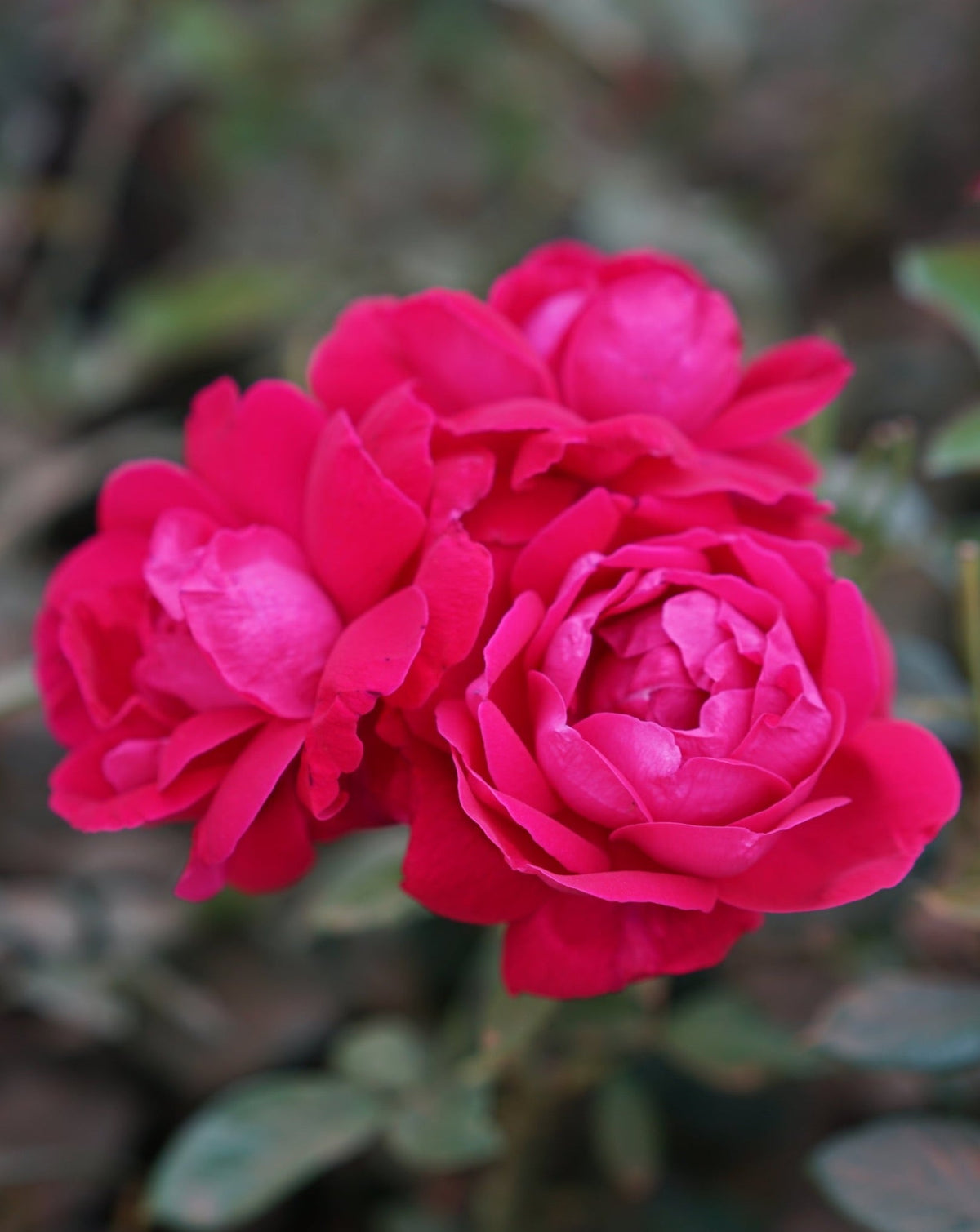 Shangri-La Whole Rose Flower Tea – 9 Flowers, 27 Cups – alternate gallery image