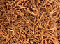 Cordyceps Mushroom Sliced 1oz
