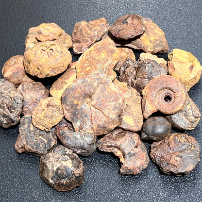 Ammonite Fossils Mixed Quality (By The Ounce Or Pound) Spiral Ammonoids Wholesale