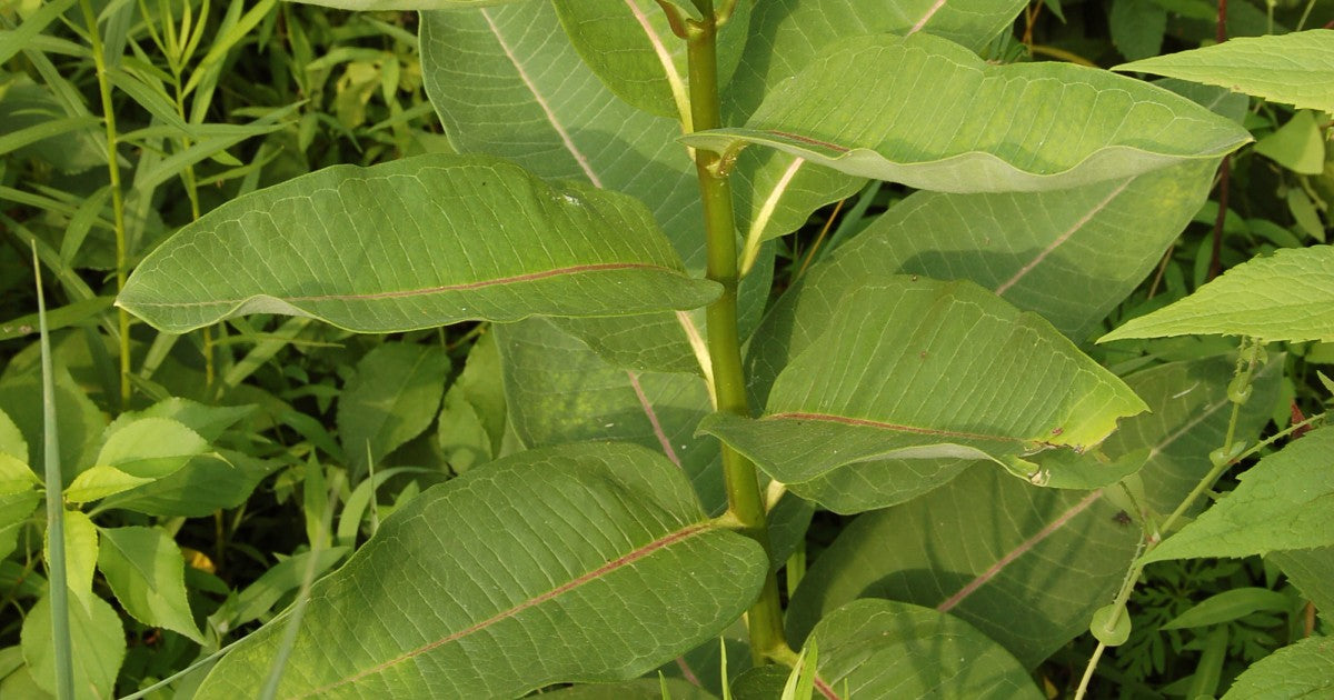 Milkweed Herb 1oz