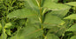 Milkweed Herb 1oz