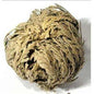 Magical Herbal Rose of Jericho - Immortal Plant