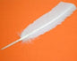 White Feather 10-12"